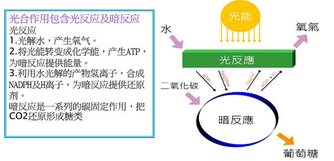 农业智能照明光合作用解决方案