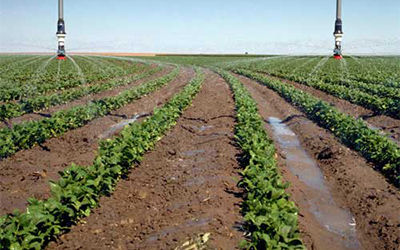 <b>基于土壤水分的蔬菜作物自动灌溉提高蔬菜产量</b>