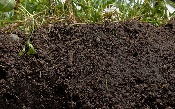 各种动物粪便和堆肥离子的土壤营养成分