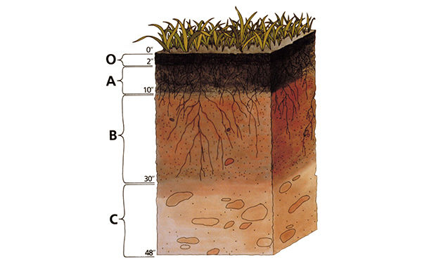 土壤离子传感器阳离子交换与土壤养分关系