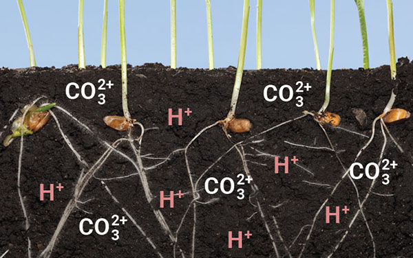 土壤磷离子的营养作用
