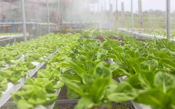 温室自动化灌溉提高工作效率