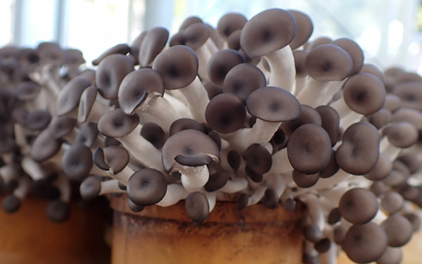蘑菇香菇栽培调节温度、湿度和二氧化碳浓度