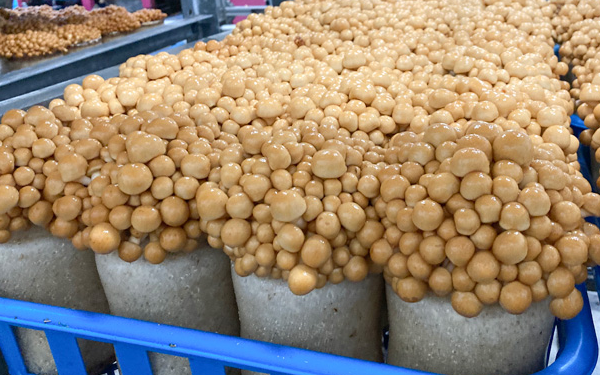 蘑菇种植所需的温度和湿度条件