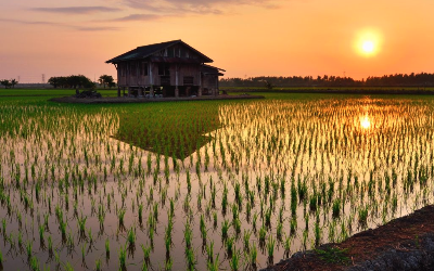 稻田智能灌溉保持土壤湿度