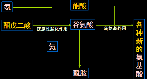 土壤肥料学复习资料-植物营养部分