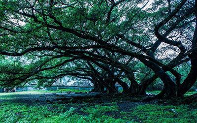 古树名木远程养护监控管理系统方案