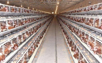 养鸡场气体监测远程养殖环境科学管理系统应用