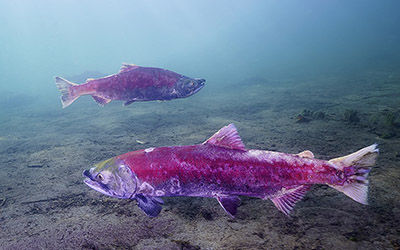 <b>寒冷天气下监测水生物和环境参数，鼓励鲑鱼产卵并减少污染</b>