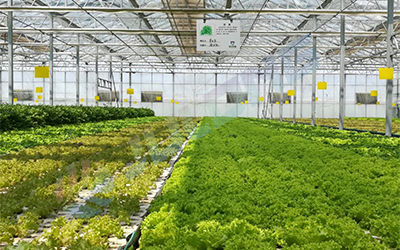 自动化种植系统工业医用大麻自动种植系统自动灌溉结合环境监测土壤