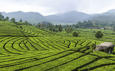 物联网微气候茶叶生长和水稻种植智能灌溉决策