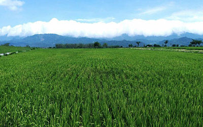 物联网微气候温度、湿度与二氧化碳数据水稻种植农业虫害防治