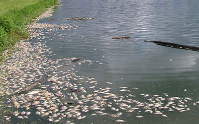 在线水质监测盐沼附近的城市土地利用对鱼类的影响
