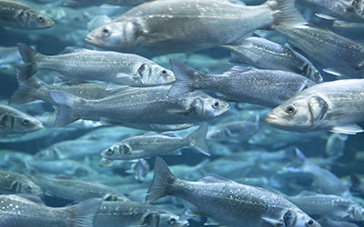 养殖渔业科学管理水质监测的几大重要参数