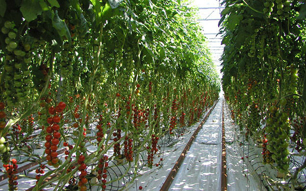 智能灌溉系统农业气象站农作物品不确定的气候提前做准备