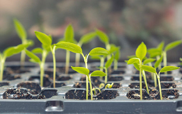 土壤环境的感测器种植番茄农药用量减少2成并且增产3成