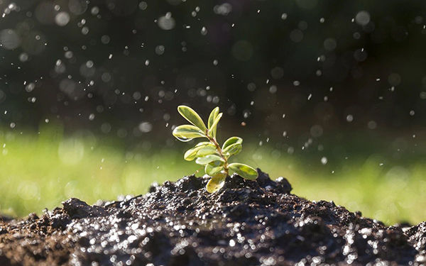 水势土壤湿度水分控制种子发芽和幼苗成长的重要性