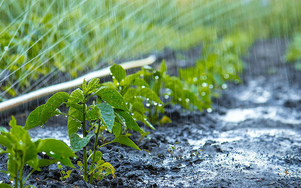 估算土壤中的相对湿度土壤水分传感器判断水势