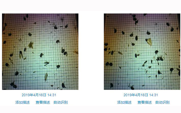 绿化园林病虫害人工智能AI预测虫害监测