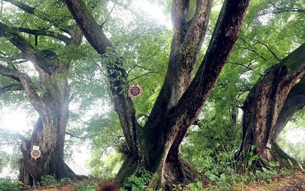 古树名木监测养护解决方案