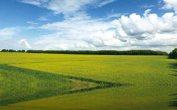 智能节水灌溉系统水稻作物生育期的