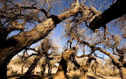古树名木受风阻力监测防止大风刮倒