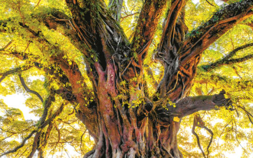 监测树干缺水以保证果子品质