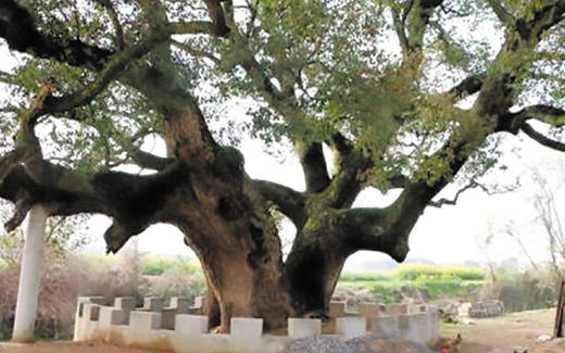 树木倾斜角度和防砍伐震动等级监测