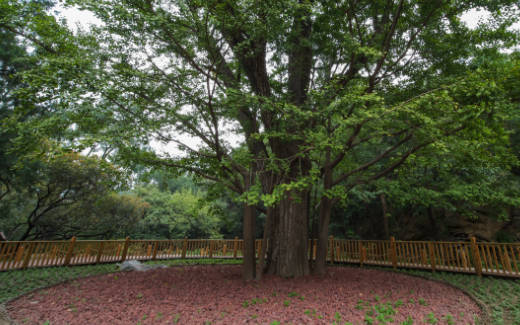 树液流量和茎含水量传感器