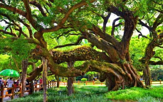 暴雨或台风树木倾斜角度监测