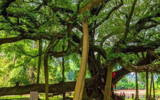 古树倾斜数据实时监测养护数据