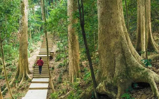 树木倾斜振动进行建模和监测