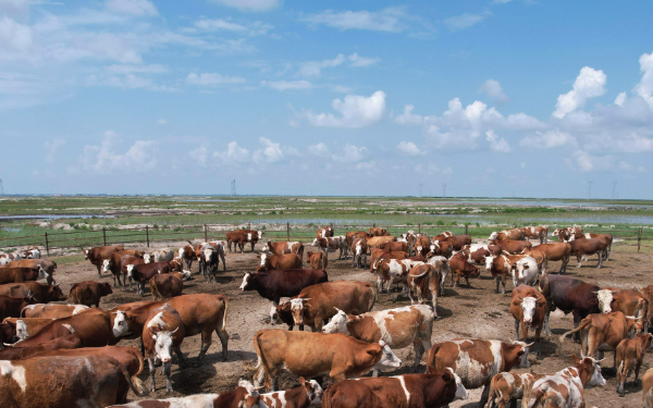 智能畜牧业自动化监测水污染