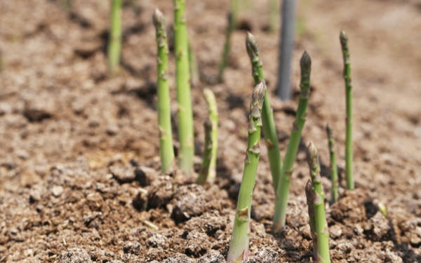 土壤湿度传感器在复耕中的使用