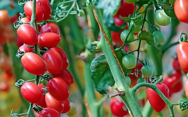 物联网技术种植番茄提高产量