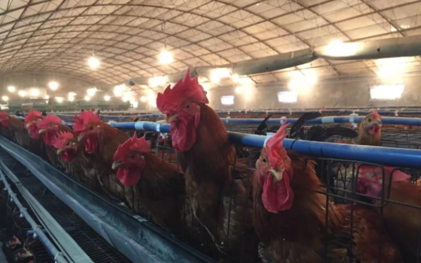 养鸡场和鸡肉的生产到销售温度监控