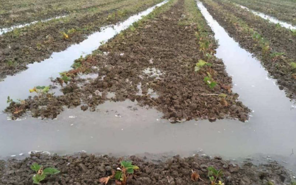 智能灌溉系统可提高水果生产力