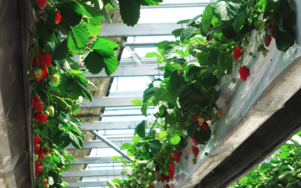 草莓栽培水培的灌溉和施肥管理