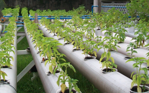 水培栽培系统对自动化提高温室栽培效率