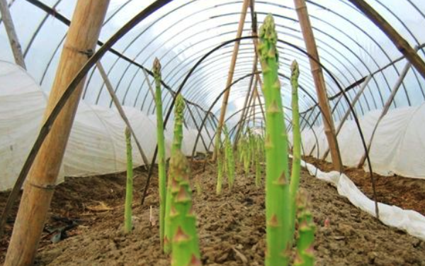 温室栽培自动灌溉设备自动灌溉系统
