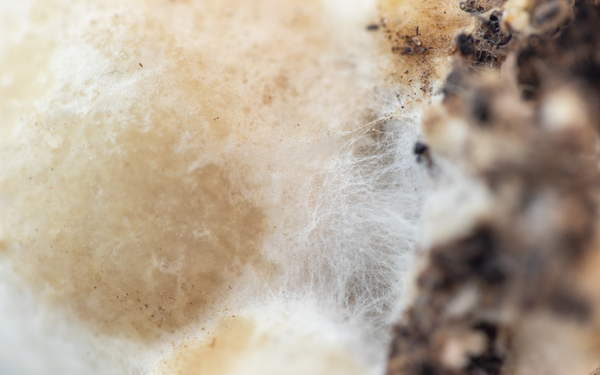 温度传感器种植蘑菇时防止细菌进入的洁净室