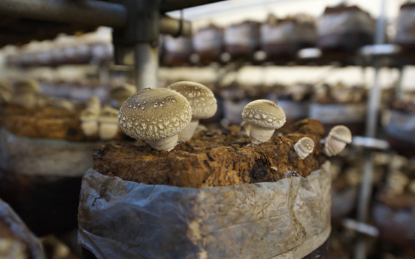 蘑菇种植房空调温湿度二氧化碳监控