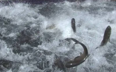 渔业/水产养殖水质检测管理