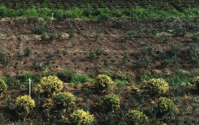 农业四情墒情灾情虫情苗情监测