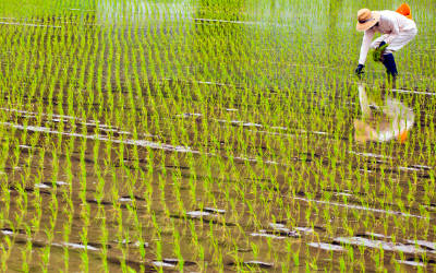 土壤淹水氧气传感器监测方案
