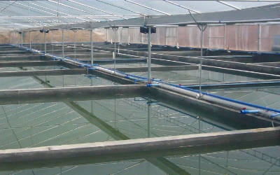 高密度养虾水中氧气成分监测