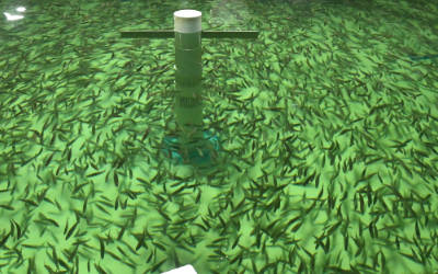 鱼苗培育场水温在线监测