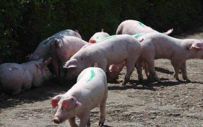 牲畜养殖环境温度监控系统