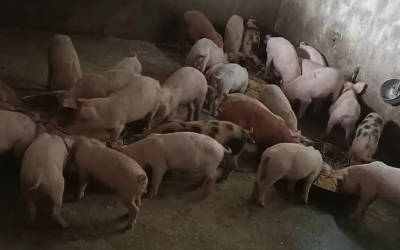 养猪养鸡场智能通风系统