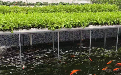 鱼菜共生系统水质监测方案